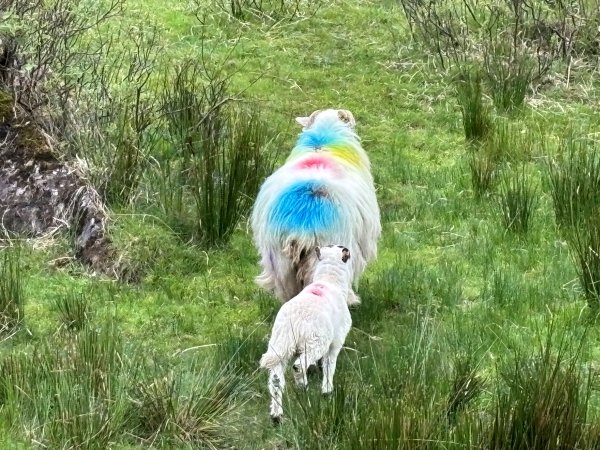 Bonus cotton candy sheep - just because.