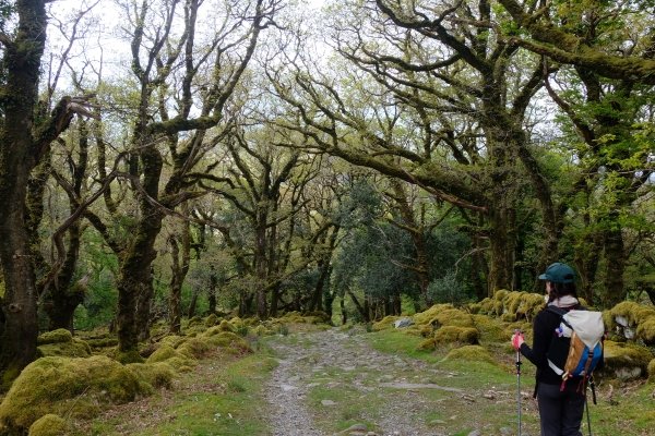 The deep, green woods.